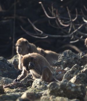 Jak powstały pierwsze narzędzia? Nasi praprzodkowie mogli wpaść na taki pomysł, jak małpy z Tajlandii (fot. Lydia V. Luncz)