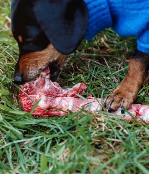 Czy pies może jeść surowe mięso?