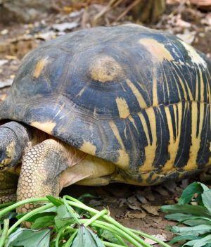 Houston: 90-letni żółw promienisty został ojcem