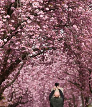 Kwitnące wiśnie to symbol wiosny w Japoni. Gdzie jeszcze je zobaczysz?