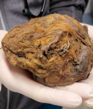 Futrzana kulka znaleziona w wiecznej zmarzlinie okazała się zmumifikowanym zwierzęciem