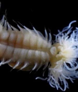 Nowoodkryte robaki morskie wyglądają jak stworzenia z japońskich legend