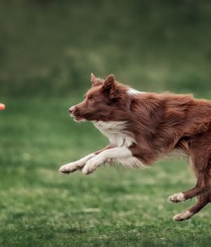 Jak nauczyć psa aportować? Oto kilka cennych wskazówek (fot. Getty Images)