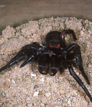 Najgroźniejszy pająk na świecie może zabić dorosłego człowieka. Jego szczękoczułki przebiją nawet paznokieć (fot. Auscape/Universal Images Group via Getty Images)