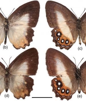 Odkryto nowy rodzaj motyli. Został nazwany po najmroczniejszej postaci z „Władcy Pierścieni” (Fot. https://doi.org/10.1111/syen.12590, CC BY 4.0)