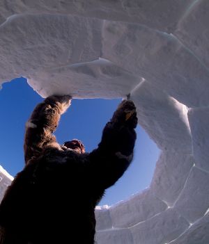 Co to jest igloo i do czego służy? (Photo by: White Fox/AGF/Universal Images Group via Getty Images)