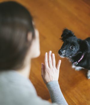 Jak nauczyć psa posłuszeństwa – porady od czego zacząć, aby wychować posłusznego psa (fot. Getty Images)