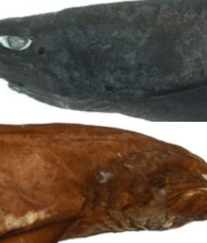 W Australii odkryto nowy gatunek „demonicznego” rekina. Jego oczy przerażają