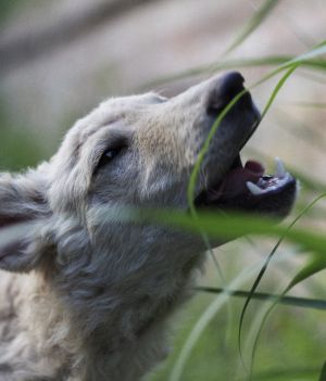Dlaczego twój pies uwielbia jeść trawę? To nie ma nic wspólnego z jego żołądkiem (fot. Getty Images)