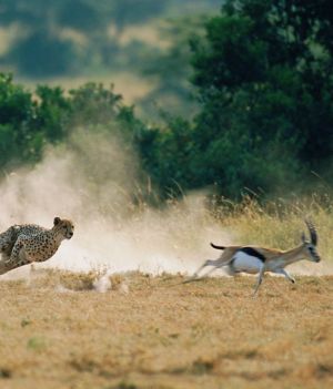 Gepard ścigający gazelę Thomsona