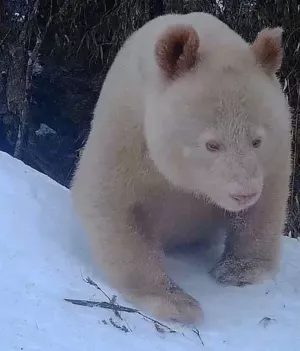 Panda albinos