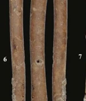 W Izraelu znaleziono instrumenty wykonane z ptasich kości. Natufijczycy używali ich w różnych celach