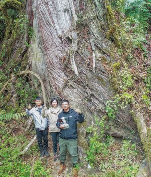 Znaleziono drugie najwyższe drzewo świata. „Potrzebujesz 10 sekund, by przeskrolować jego zdjęcie” (fot. CGTN/PKU)