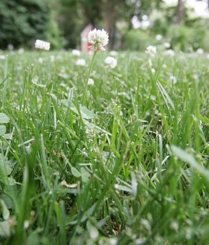Ekologiczne trawniki zyskują popularność. Zamiast przystrzyżonej trawy – koniczyna, polne kwiaty lub mech (fot. Matthew J. Lee/The Boston Globe via Getty Images)