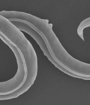 Nieśmiertelny ze zmarzliny: ten mały robak przetrwał zamrożony 46 tys. lat. Teraz udało się go ożywić (fot. Shatilovich et al, 2023, PLOS Genetics; (CC-BY 4.0))