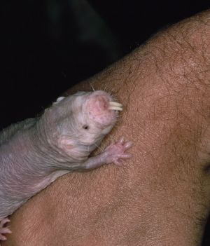 Zwierzęta odporne na raka. Jak medycyna może wykorzystać ten fenomen? (fot. Getty Images)