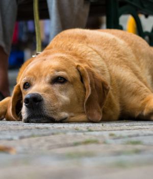 Jak odchudzić psa? Nowe badania wskazują najlepszy model żywienia, zapobiegający otyłości (fot. Getty Images)