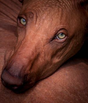Psy, które nie gubią sierści (fot. Getty Images)