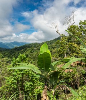 Robi się tak gorąco, że tropikalne lasy obumrą? Naukowcy ostrzegają, że w taki scenariusz jest możliwy (fot.  Jon G. Fuller/VWPics/Universal Images Group via Getty Images)