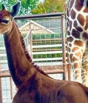 W zoo w Tennessee urodziła się żyrafa bez cętek. To jedyne takie zwierzę na świecie (fot. Brights Zoo)