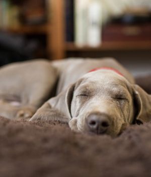 Twój pies może cię słyszeć nawet wtedy, kiedy śpi. U ludzi wygląda to podobnie (fot. Getty Images)