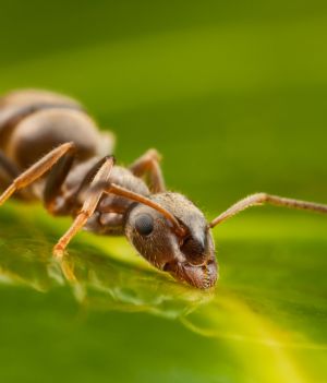 Mrówka pijąca wodę z liścia