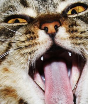 Niespodzianka: koty mogą zrobić nawet 300 różnych min