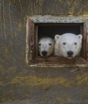 Te niedźwiedzie polarne to symbol zmian, jakie zachodzą na świecie