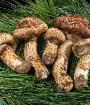 Gąska sosnowa – tajemnice jednego z najdroższych grzybów świata (fot. Shutterstock)