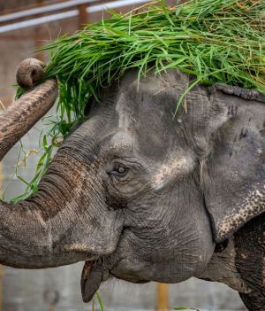 Najsmutniejszy słoń świata nie żyje