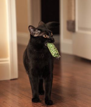 Koty lubią i potrafią aportować. Jednak, jak to koty, robią to wyłącznie na własnych warunkach (fot. Shutterstock)