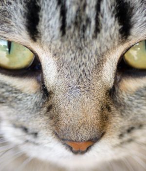 Koty mogą mieć różne kolory oczu