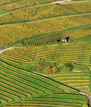 Jak uprawiać winorośl, by poradzić sobie ze zmianami klimatu? Metoda starożytnych rzymian daje odpowiedź