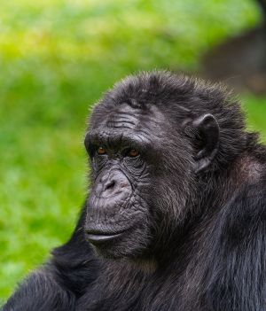 Szympansy rozpoznają dawnych przyjaciół nawet dekady po rozstaniu. Jednak pod pewnym warunkiem (fot. Shutterstock)