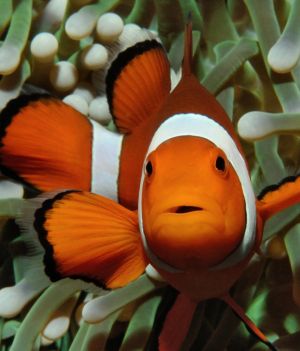 Nemo potrafi liczyć. Słynna rybka wykorzystuje tę umiejętność w mało sympatycznym celu (fot. Shutterstock)