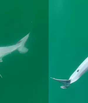 Po raz pierwszy zaobserwowano nowo narodzonego żarłacza białego / fot. Carlos Gauna