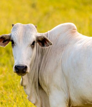 Najdroższa krowa (fot. Shutterstock)