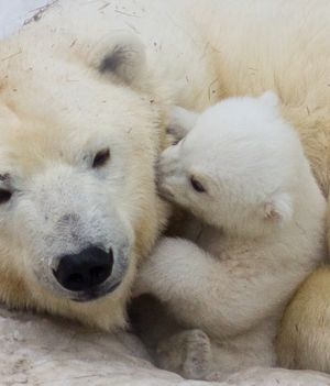 Niedźwiedzie polarne już przygrywają walkę z klimatem
