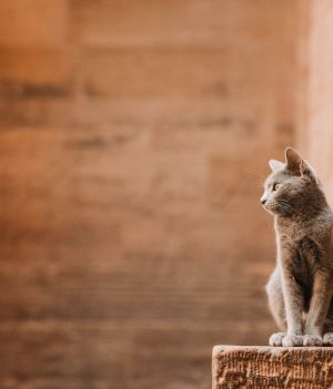 Co golili Egipcjanie po smierci kota?