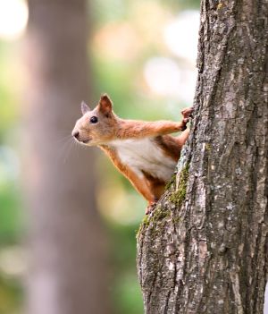Wiewiórka jest znana ze swojego rudego umaszczenia, ale ciekawostki o tych zwierzętach udowadniają, że jej futro może przybierać także inne barwy (fot. Shutterstock)