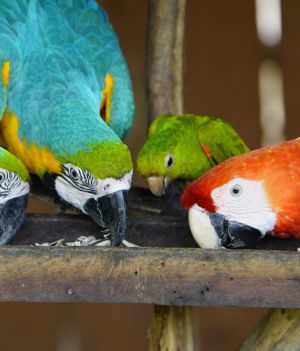 Ciekawostki o papugach udowadniają, że te barwne ptaki nie żyją wyłącznie w egzotycznych krajach (fot. Shutterstock)