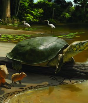 Gigant z plejstocenu. Znaleziono skamieniałość słodkowodnego żółwia, który miał prawie 2 metry długości