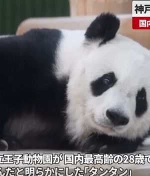 Najstarsza panda wielka w Japonii nie żyje