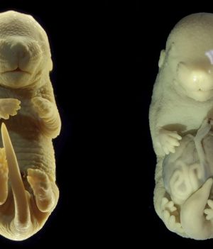 Naukowcy przypadkiem wyhodowali sześcionogą mysz. Dodatkowa para nóg wyrosła jej zamiast genitaliów (fot. Lozovska et al., Nat. Comms, 2024)