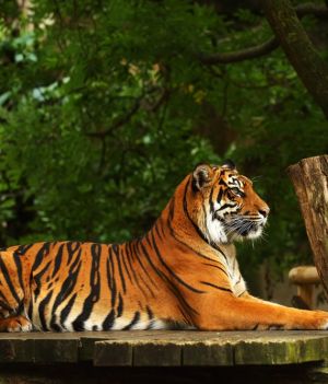 Tygrys jawajski jednak istnieje? W Indonezji ruszają poszukiwania gatunku uważanego za wymarły