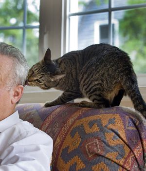 Istnieje związek między posiadaniem kota a schizofrenią – przekonują neurolodzy. Jak to możliwe? (fot. Karl Merton Ferron/Baltimore Sun/Tribune News Service via Getty Images)
