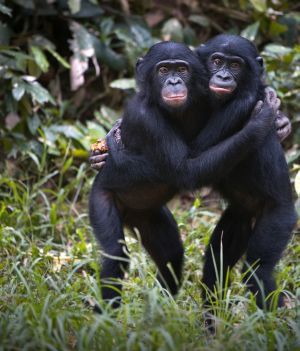 Agresywny jak bonobo. Padł mit wyluzowanego i łagodnego gatunku małp