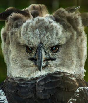 Harpia wielka nosi imię mitycznej bestii. Jest jednym z największych ptaków drapieżnych (fot. Shutterstock)