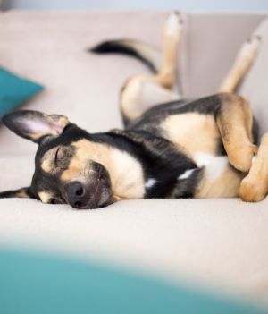 Jak śpi pies i co można z tego odczytać? Zwróć uwagę na pozycję jego ciała w czasie snu (fot. Shutterstock)