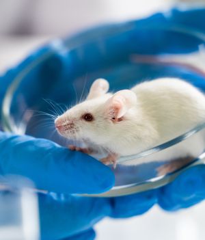 Myszy jednak nie są niezawodne podczas eksperymentów. Potrafią celowo popełniać błędy